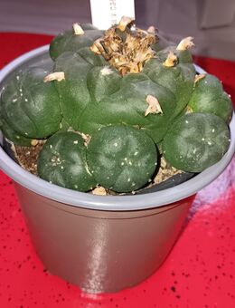 Lophophora williamsii - Püttlingen