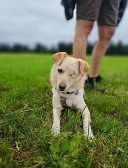 Merlin, einfach zauberhaft! - Süderholz