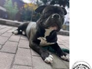 Amerikanische Bulldogge - Wiesenau