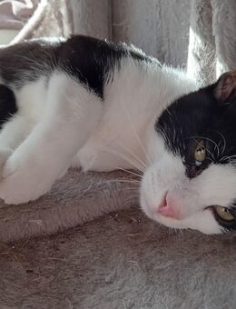 Kater Oreo sucht ein neues zuhause - Cuxhaven