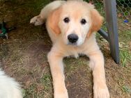 Golden Retriever Welpen - Beverstedt