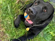 Labrador sucht dringend neues Zuhause -Im Auftrag- - München Moosach