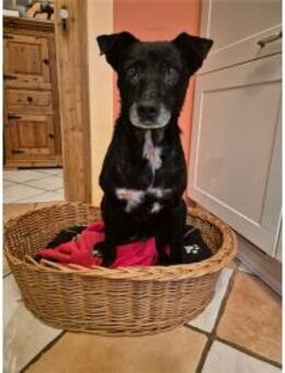 Watson - wartet in 35708 Haiger - Oberwies