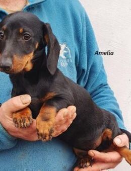 Amelia° - Wolfhagen