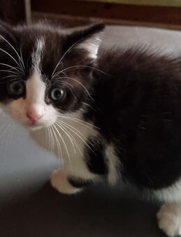 5 Kätzchen - Frankfurt (Main)