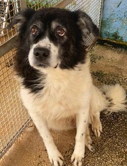 Notfallsenior im Canile - Bad Vilbel