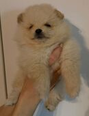 Reinrassige Zwergspitz Rüde Welpe Weiß in 32758