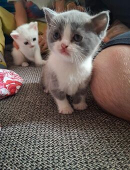 Kleiner Humpy BKH Kater - Dortmund