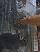 sehr schöne Chinchilla Jungtiere in verschiedenen Farben in 01844