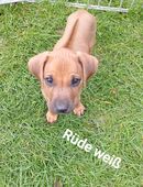 Rhodesian Ridgeback Welpen in 74420
