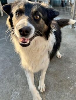 AMY - wunderschön, lieb und sozial - Weilheim (Oberbayern)