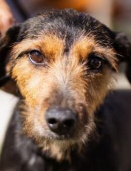 RICARDA💖ruhige, kluge Terrier-Mix-Dame - Hamburg