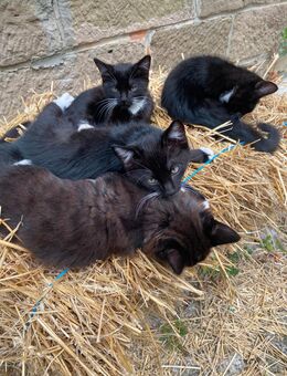 Katzenkinder suchen ein neues Zuhause - Römhild
