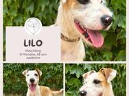 Lilo - Lebensfreude auf vier Pfoten - Brühl (Nordrhein-Westfalen)