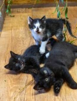 Katzenkinder - Horka