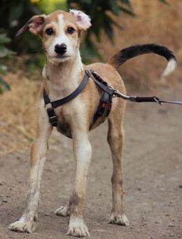 Brock wünscht sich eine eigene Familie - Grevenbroich