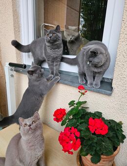 Bkh kitten mit stammbaum - Berlin