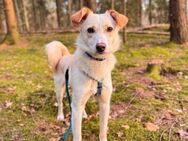 Monty sucht seine Menschen - Kallmünz