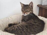 Grace aus dem Tierschutz - Grevenbroich