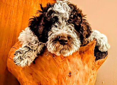 Besonders Menschen bezogene Lagotto Romagnolo Welpen suchen Liebevolles Zuhause