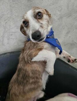 Kleiner, lieber Rudi - Eichenzell