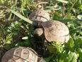 Maurische Landschildkröten (NZ 2024) / Schildkröte in 64646