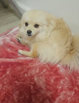 Pomerian Zwergspitz " Prinzessin" sucht Zuhause - Hanau (Brüder-Grimm-Stadt)