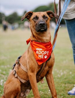 Rüde Moritz sucht aktives Zuhause - Hamburg