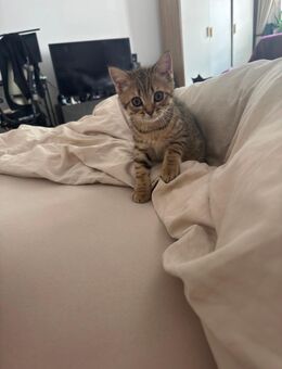 Blh/Bkh Kitten - Berlin Mitte