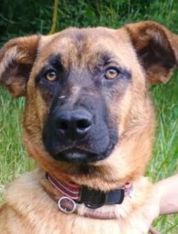 ARTHUR 2 sucht Zuhause - Gefrees