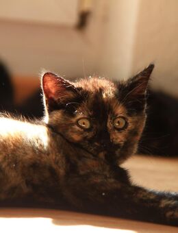 Edelmix Rasselbande (BKH Bengal Russisch Blau Mix) Kitten Kätzchen Katzenbabys - Winterbach (Baden-Württemberg)