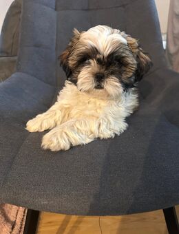 Shih-Tzu Mädchen - Brüggen (Burggemeinde)