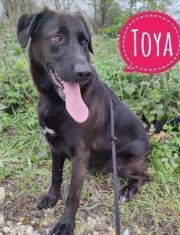 Toya eine wundervolle Seele - Mannheim