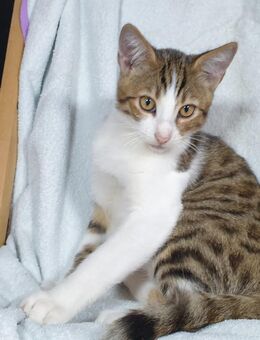 Kitten Bengal-EKH-Mix Kater Simba 3½ Monate - Kriftel