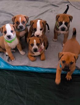 Old englisch bulldog mix welpen - Meißner