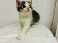 Baby Katzen Perser mix - Ravensburg