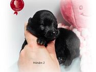 Zwergspitz Pomeranian Welpe Rüde Harry - Tiddische