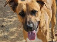 LOKI 2 sucht seine Menschen - Gefrees