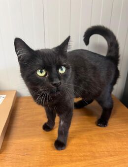 Rosi sucht liebevolles Zuhause - Walluf