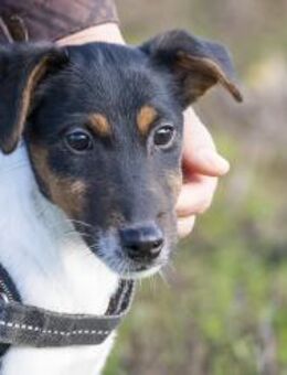 Flipp kleiner Wirbelwind - Puchheim