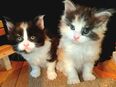2 Maine Coon Kitten weibchen (ohne Stammbaum) in 24392