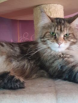 Maine coon Katze - Gerolstein