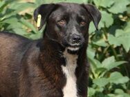 Unsere unsichere Joy sucht Dich - Kallmünz