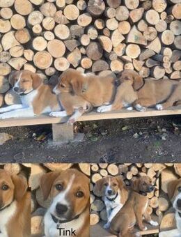 Tink - einfach bezaubernd - Bergkirchen