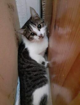 Katze Michelle lernt wieder zu laufen - Augsburg