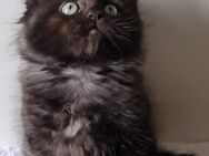 Maine Coon Kitten aus Schwelm suchen ab 13.07.2024 ihre Familie auf Lebenszeit - Schwelm