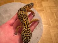 Leopardgecko Männchen - Frankfurt (Main)