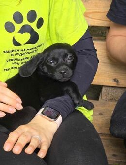 Liebevolles Hundemädchen CORA sucht ♥️ - München