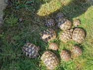 Griechische Landschildkröten Nachzucht 2023 - Neustadt (Sachsen)