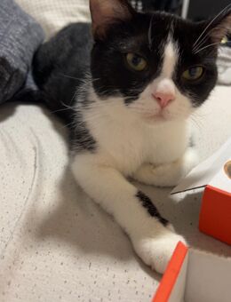 Katzen Dame bkh mix - Emmerthal